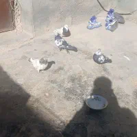 سلام وعرض ادب