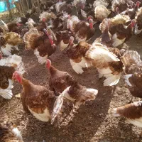 فروش قل (بوقلمون) بوربون|حیوانات مزرعه|بانه, |دیوار