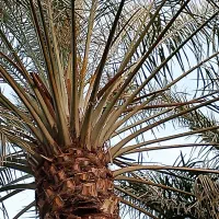 حفرچاه