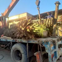 بریدن انواع درختان ونخل هرسکاری اره بالابر چمن نی|خدمات باغبانی و درختکاری|اهواز, پادادشهر|دیوار