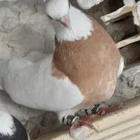 کبوتر|پرنده|جم, |دیوار