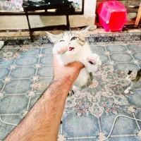 واگذاری بچه گربه دو ماهه|گربه|زاهدان, |دیوار
