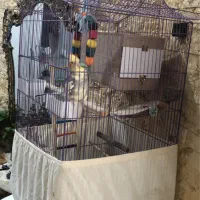 عروس هلندی