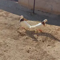 طوقی|پرنده|قروه, |دیوار