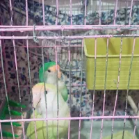 دو عدد طوطی برزیلی دستی|پرنده|تهران, کرمان|دیوار