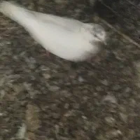 کبوتر|پرنده|رودخانه, |دیوار