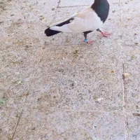 بالارو