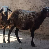 میش افشاری