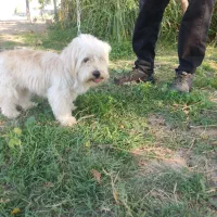 سگ  زیبا اروم باهوش|سگ|گرگان, |دیوار