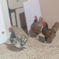 خروس سبرایت|حیوانات مزرعه|پاکدشت, پاکدشت (مامازند)|دیوار