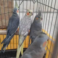 جفت عروس هلندی مولد و دوتا جوجه هاش