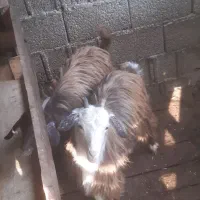 بزغاله بز خوشگل