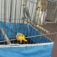 جفت عروس هلندی