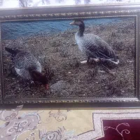 تابلو فرش دو غاز زیبا