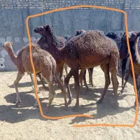 شتر