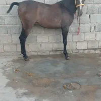کره نریون 8 ماهه