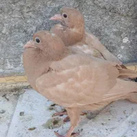 جوجه زرد کرمونی پاک|پرنده|تربت‌حیدریه, پایانه مسافربری تربت حیدریه|دیوار