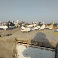 کفتر بوم