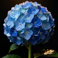 کارت بانکی گمشده