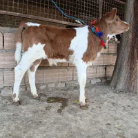 دو عدد گوساله سیمینتال نر جنس اصل تمیز از گاو|حیوانات مزرعه|آق قلا, |دیوار