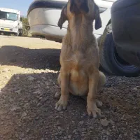 توله پژدر ماده|سگ|کبودرآهنگ, |دیوار