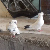 کبوتر نقابی|پرنده|کرمانشاه, |دیوار