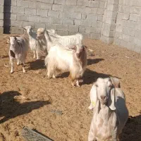 فروش سه عدد نر بز|حیوانات مزرعه|کهنوج, |دیوار