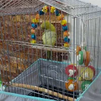 قفس ۱۰۳۳|لوازم جانبی حیوانات|کرج, باغستان|دیوار