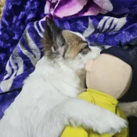 وگذاری سگ پامر روباهی