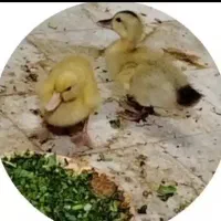 اردک بازیگوش