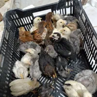 جوجه قوغاز . جوجه مرغ گلین چناران|حیوانات مزرعه|مشهد, شهرک امام هادی (شهرک غرب)|دیوار