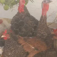 بوقلمون نر ماده سالم سرحال|حیوانات مزرعه|فسا, |دیوار