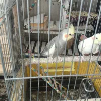 عروس هلندی