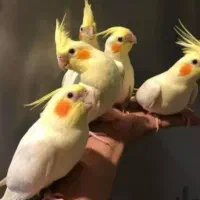 فروش انواع عروس هلندی عمده و تکی