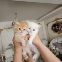 کوچولوهای بیریتیش