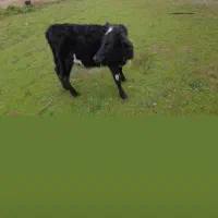 فروش گوساله ماده