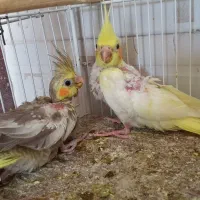 جفت عروس هلندی|پرنده|بردسکن, |دیوار