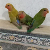 طوطی برزیلی|پرنده|تاکستان, |دیوار