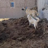 توله‌سرا‌ب‌‌‌‌دم‌عقربی‌نگهبان‌‌ماده ۴ماه