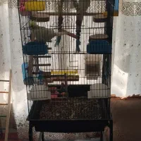 یه جفت عروس هلندی نر ماده