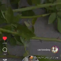 فروش نهال جام. توت. گل کاغذی|خدمات باغبانی و درختکاری|چابهار, |دیوار