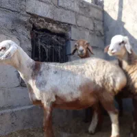 جفت ورندیل روزگاری در نورآباد|حیوانات مزرعه|شیراز, باغشهر قصر سبز|دیوار