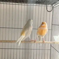 دوجفت قناری مست|پرنده|ملایر, |دیوار