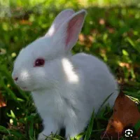 خرگوش سفید نرو ماده ابستن
