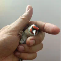 سهره چهارگل|پرنده|مشهد, شهرک مهرگان|دیوار