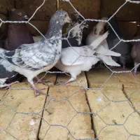 کفتر یزدی|پرنده|حمیدیا, |دیوار