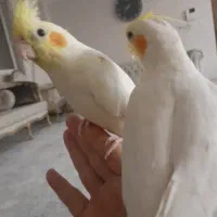 عروس هلندی دستی