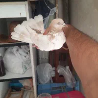 کفتر کبوتر عطیقه ماهرو زرد کله زرد