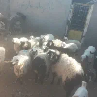 گوسفند فروشی