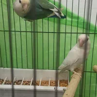 طوطی برزیلی جفت|پرنده|اهواز, شهرک اکباتان|دیوار